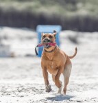 SPRENGER Hundespielzeug Beißwurst Leder-Bringsel Klein und Groß Handschlaufe