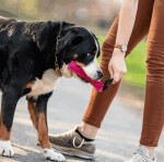 SPRENGER Hundespielzeug Beißwurst Leder-Bringsel Klein und Groß Handschlaufe