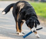 SPRENGER Hundespielzeug Beißwurst Leder-Bringsel Klein und Groß Handschlaufe