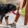 SPRENGER Hundespielzeug Beißwurst Leder-Bringsel Klein und Groß Handschlaufe