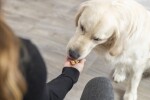 TRIXIE Zubehör Backmatte für Kekse Herz oder Knochenform Silikon für Hunde Katzen