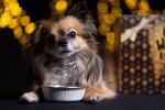 QCHEFS Ergänzungsfuttermittel GLÜCKSKISTE SCHLECKSCHÜSSEL gegen Zahnstein für Hunde