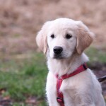 KOCH Hundegeschirr Premium NYLONGESCHIRR WM 2026 Limited Edition gepolstert