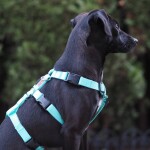KOCH Geschirr COMFORT PANIKGESCHIRR Nylon Fuchsie für Hunde