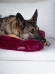 TRENDPET Hundematte Mora Breitcord-Optik hochflorig extradicke Polsterung waschbar