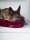 TRENDPET Hundematte Mora Breitcord-Optik hochflorig extradicke Polsterung waschbar