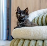 TRENDPET Bett YUKI Grün Breitcord-Optik extradick hochflorig für kleine Hunde und Katzen