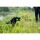 HOFMAN ANIMAL CARE Hundespielzeug Dog Comets METEOR Wurfstock Gummi Grün Squeeker