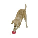 KARLIE Futterball RUFFUS Vollgummi Durchmesser 8cm für Hunde
