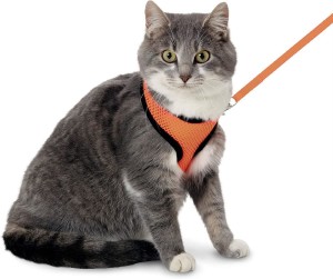 KARLIE Katzengeschirr HARMS Kopfumfang 30cm orange/schwarz