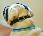 COMPANY OF ANIMALS Maulkorb BASKERVILLE Ultra Muzzle schwarz für Hunde
