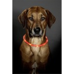 KARLIE Leuchtschlauch LED-VISIO Light über USB-Kabel ladbar für Hunde
