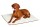 KARLIE Gesundheitsbett ORTHO MATTE Memory Foam für Hunde & Katzen 80x50cm