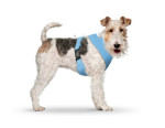 CURLI Brustgeschirr Plush Basic AIR-MESH skyblue für...