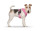 CURLI Brustgeschirr Plush Basic AIR-MESH pink für Hunde