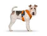 CURLI Brustgeschirr Plush Basic AIR-MESH orange für...