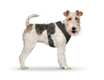 CURLI Brustgeschirr Plush Basic AIR-MESH brown für...