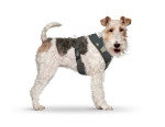 CURLI Brustgeschirr Plush Basic AIR-MESH camouflage...