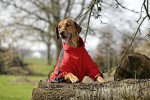 KARLIE TOUCHDOG Hundemantel OVERALL gelb TIGER-Logo für Hündinnen und Rüden