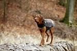 KARLIE TOUCHDOG Hundemantel OUTDOOR Atmungsaktiv ROT für Hündinnen und Rüden