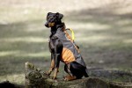 KARLIE TOUCHDOG Hundemantel OUTDOOR orange GRIP für Hündinnen und Rüden