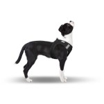 CURLI Brustgeschirr Plush Vest SOFTSHELL black für...