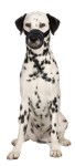 KARLIE Maulkorb COMFORT Netzeinsatz Nylon schwarz für Hunde