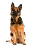 KARLIE Maulkorb COMFORT Netzeinsatz Nylon schwarz für Hunde