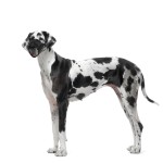 KARLIE Maulkorb COMFORT Netzeinsatz Nylon schwarz für Hunde