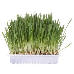 TRIXIE Ergänzungsfuttermittel KATZENGRAS zum Selberziehen Schale 100g