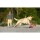 CHUCKIT Fussball KICK FETCH Nylon Kautschuk schwimmt für Hunde