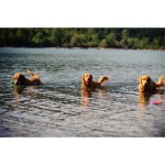 CHUCKIT Spielball ULTRA BALL Kautschuk 2-er Pack extrem robust für Hunde