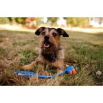 CHUCKIT Spielball ULTRA BALL Kautschuk extrem robust schwimmt für Hunde