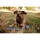 CHUCKIT Spielball ULTRA BALL Ø 7cm L Kautschuk extrem robust für Hunde