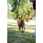 CHUCKIT Spielball ULTRA BALL Ø 9cm XL Kautschuk extrem robust für Hunde