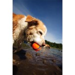 CHUCKIT Spielball ULTRA BALL Ø 9cm XL Kautschuk extrem robust für Hunde