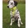 TRIXIE Sicherheits-Halstuch SAFER LIFE gelb für Hunde