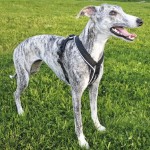 NON-STOP Brustgeschirr HALF HARNESS schwarz für Hunde Gr. 8