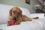 KONG Spielzeug KONG CLASSIC Futterball rot für Hunde