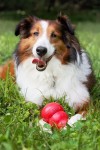KONG Spielzeug KONG CLASSIC Futterball rot für Hunde