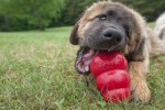 KONG Spielzeug KONG CLASSIC Futterball rot für Hunde