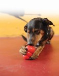 KONG Spielzeug KONG CLASSIC Futterball rot für Hunde Gr. S