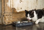 BEEZTEES Katzendoppelnapf MY FAVOURITE CAT designed by...