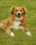 KARLIE Apportierspielzeug DOGGY PRO verschiedene Größen für Hunde
