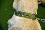 KARLIE Hundehalsband FILZHALSBAND ENZIAN BY HEINO grün 60cm 40mm