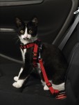 KARLIE Kfz-Zubehör AUTO SICHERHEITSGURT Geschirr schwarz für Katzen und Hunde