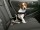 KARLIE Kfz-Zubehör AUTO SICHERHEITSGURT Geschirr schwarz für Katzen und Hunde