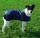 TRIXIE Hundemantel Tcoat Marseille M 45cm Blau kariert gefüttert