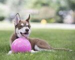 HOFMAN ANIMAL CARE Ball Jolly Bounce-n Play Ø 11cm Rosa Kaugummiduft für Hunde