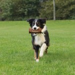 TRIXIE Ersatzbeute PREYDUMMY CANVAS braun 7x18cm